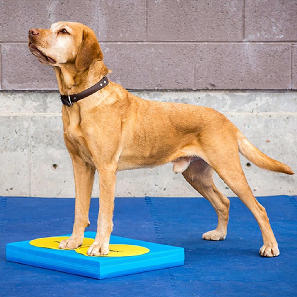 Fitpaws® Dog Training Targets 10', Set Of 4 | Dog Exercise Equipment For Fitness & Rehabilitation