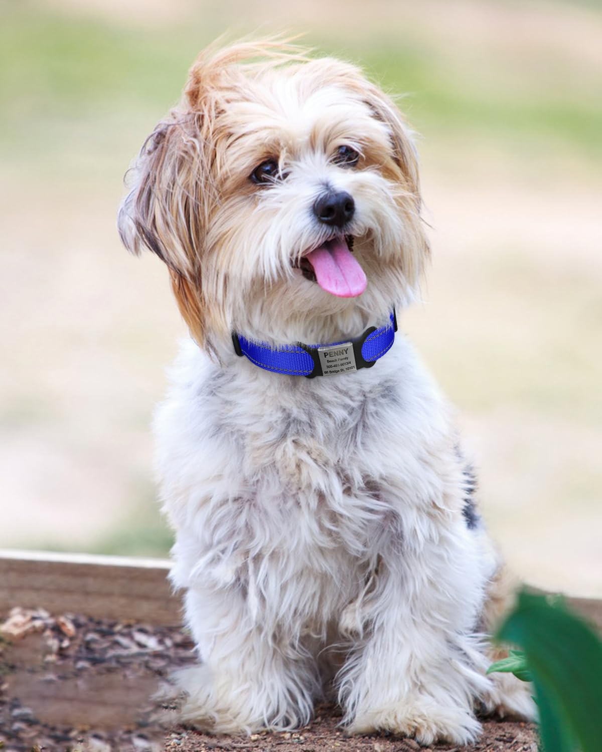 Tagme Reflective Nylon Dog Collars, Adjustable Classic Dog Collar With Quick Release Buckle For Small Dogs, Royal Blue, 5/8' Width