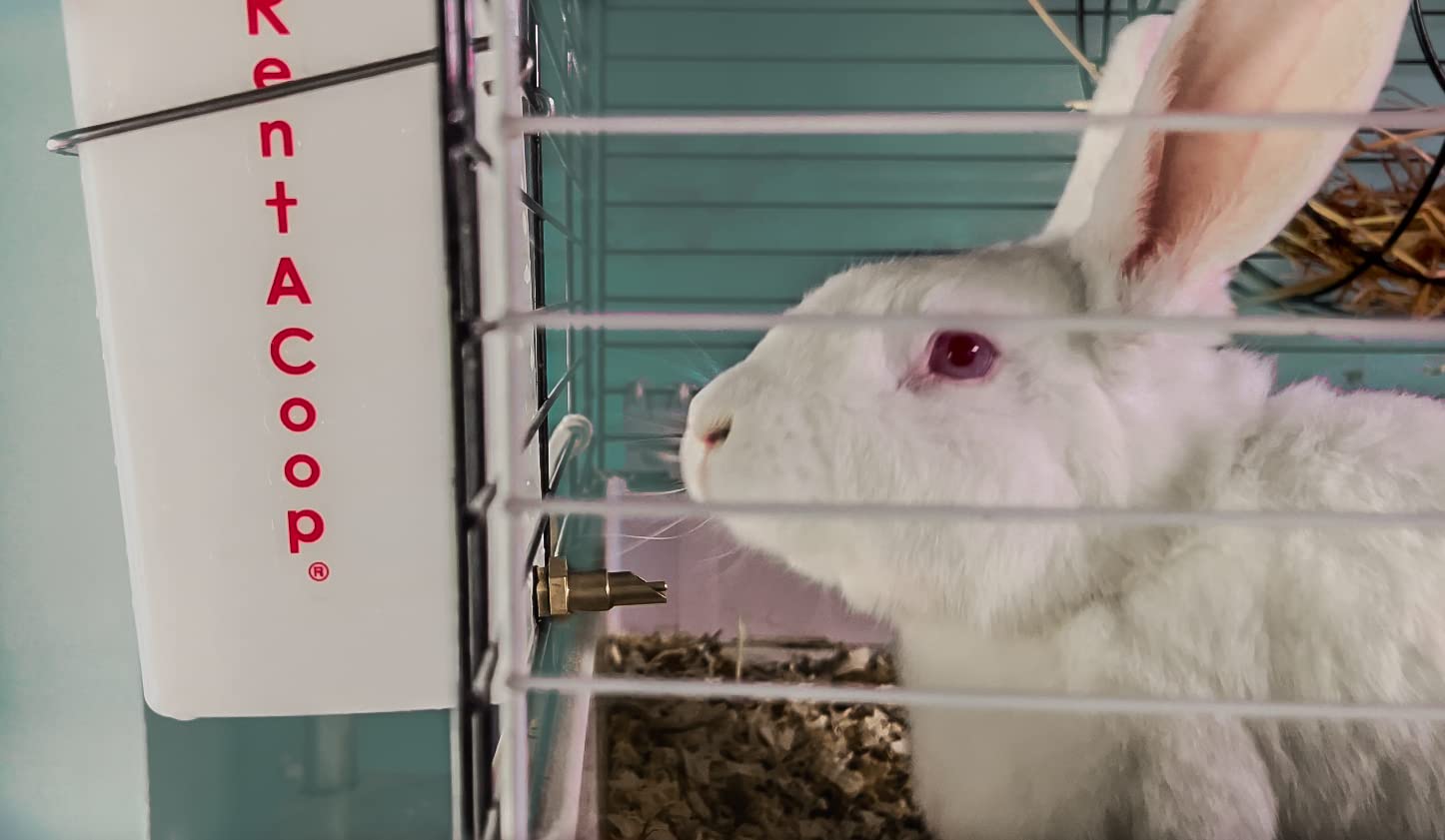 RentACoop 64oz No-Drip Brass Water Bottle for Small Animals - BPA Free, White & Red, Ideal for Rabbits, Bunnies, Ferrets, Guinea Pigs