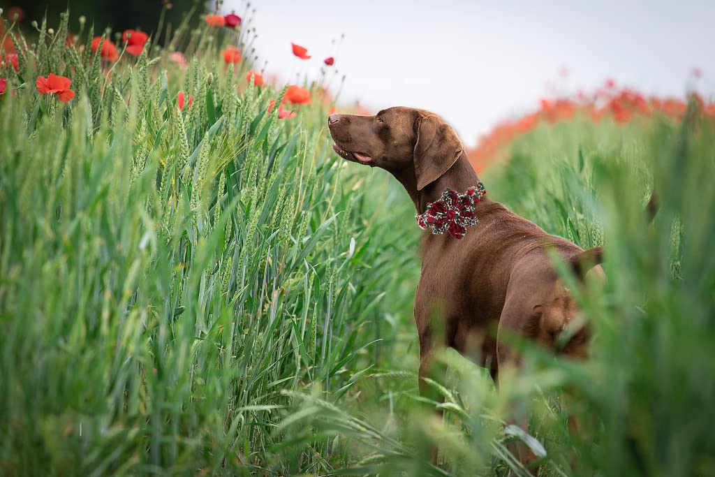 Lionheart Glory Dog Collar, Red Rose Dog Collar with Flower, Cute Floral Pattern Pet Collar Adjustable Dog Collar for X-Large Do
