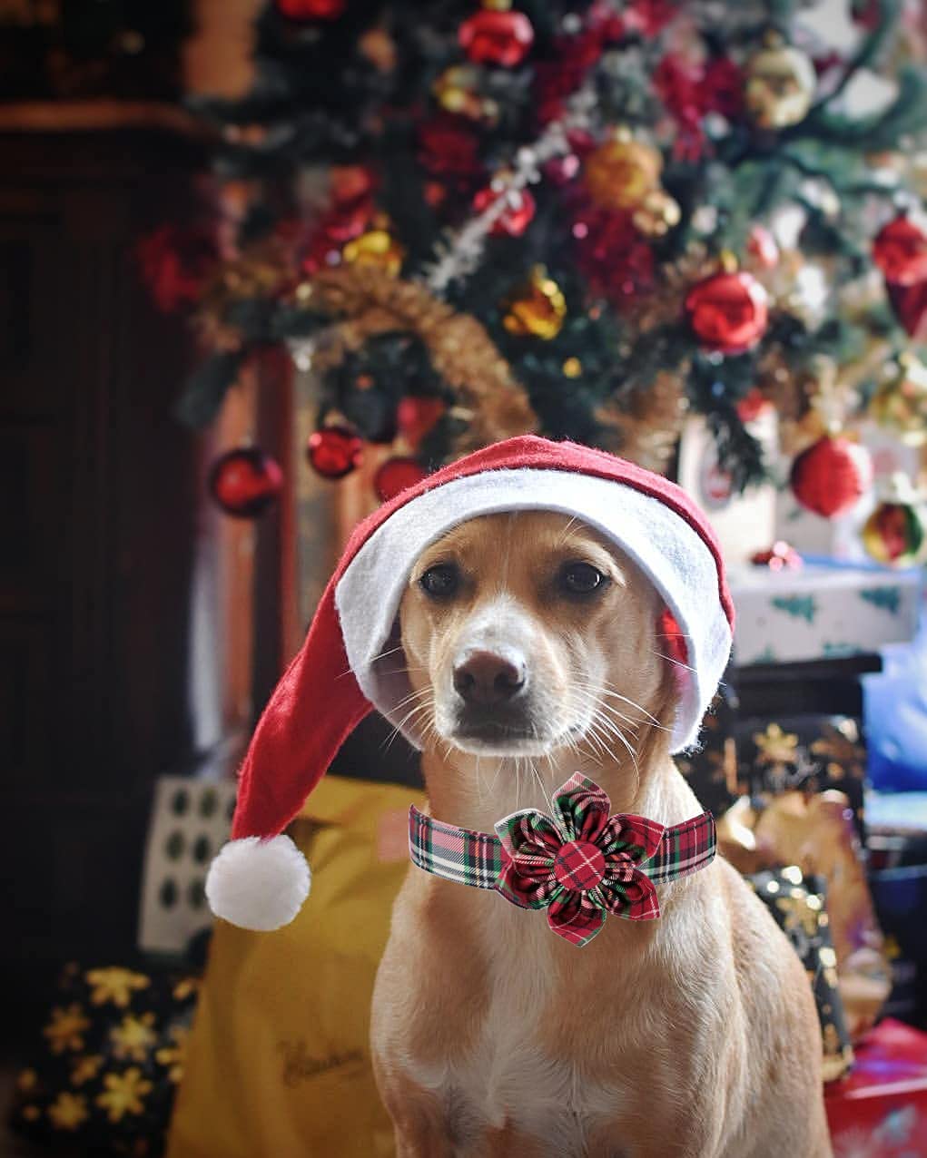 Elegant Little Tail Flower Christmas Dog Collar For Female Or Male Dogs, Gift Pet Collar Adjustable Dog Collars For X-Small Dogs And Cats