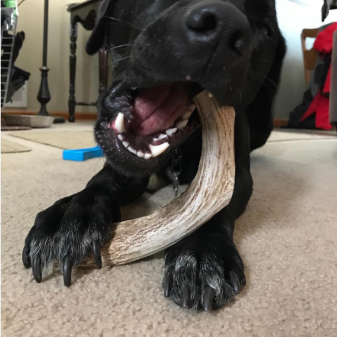 WhiteTail Naturals - Deer Antlers for Large Dogs (2 Pack- Jumbo XXL) All Natural Antler Dog Chew - Naturally Shed, Long Lasting