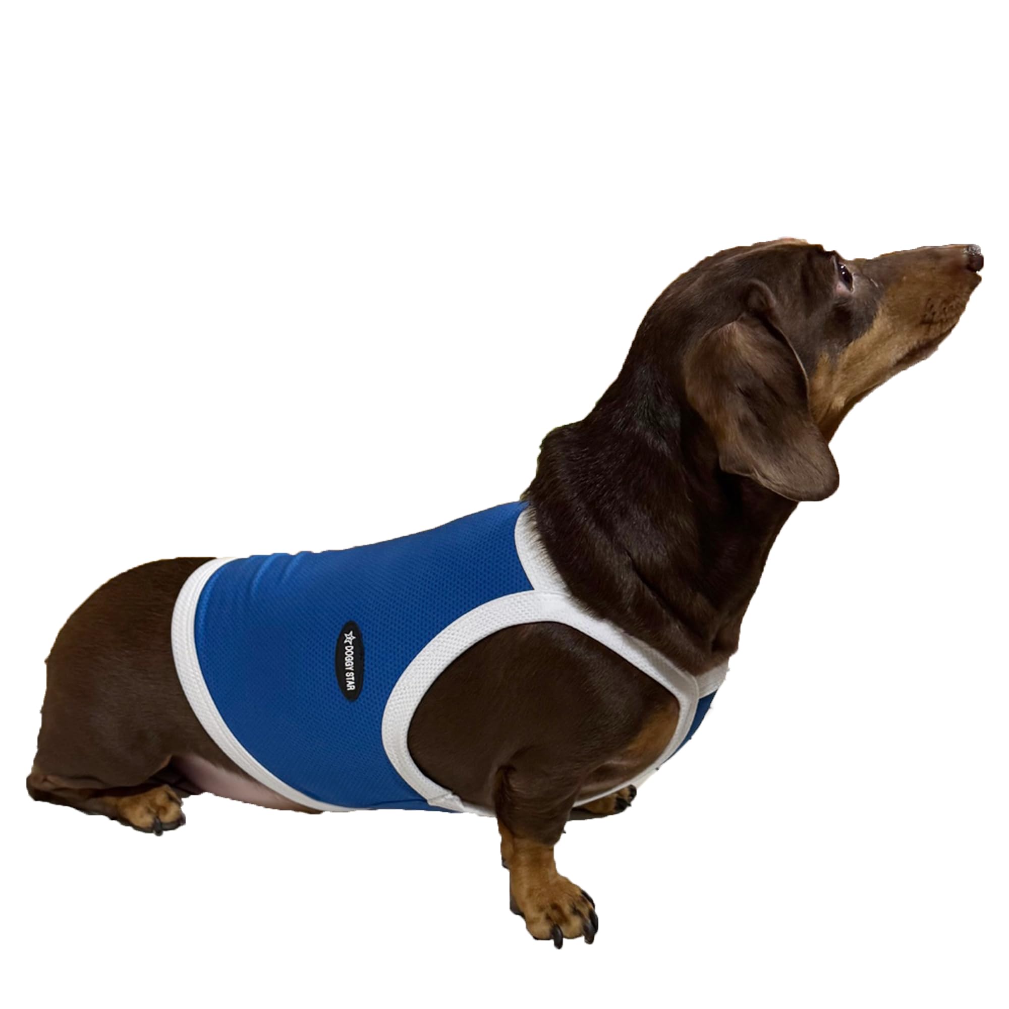 D Doggy Star Dachshund Clothes Spring Summer Cooling String T Shirt Crop Top For Dogs (S,Camisole Blue)