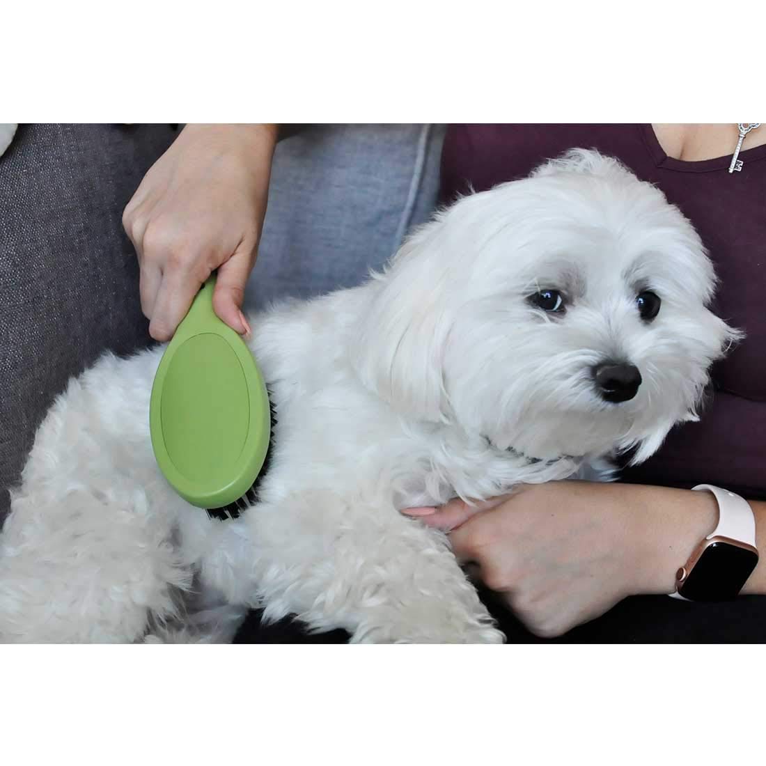 Coastal Pet Safari Bristle Dog Brush, Brush, Small (8' L X 2' W)