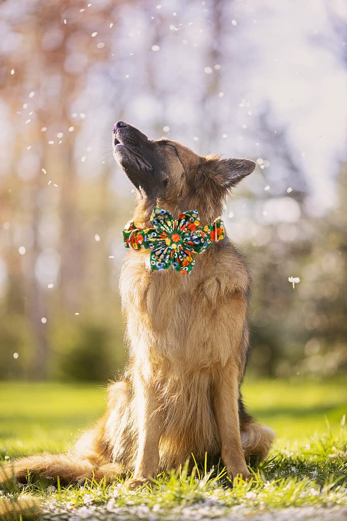 Lionheart Glory Dog Collar, Dog Collar with Flower, Cute Floral Pattern Pet Collar Adjustable Dog Collar for X-Small Dogs