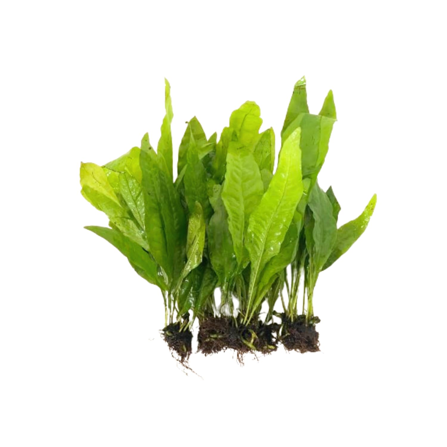 5X Java Fern Microsorum Pteropus Looses Aquarium Live Plant for Fish Tank Decoration