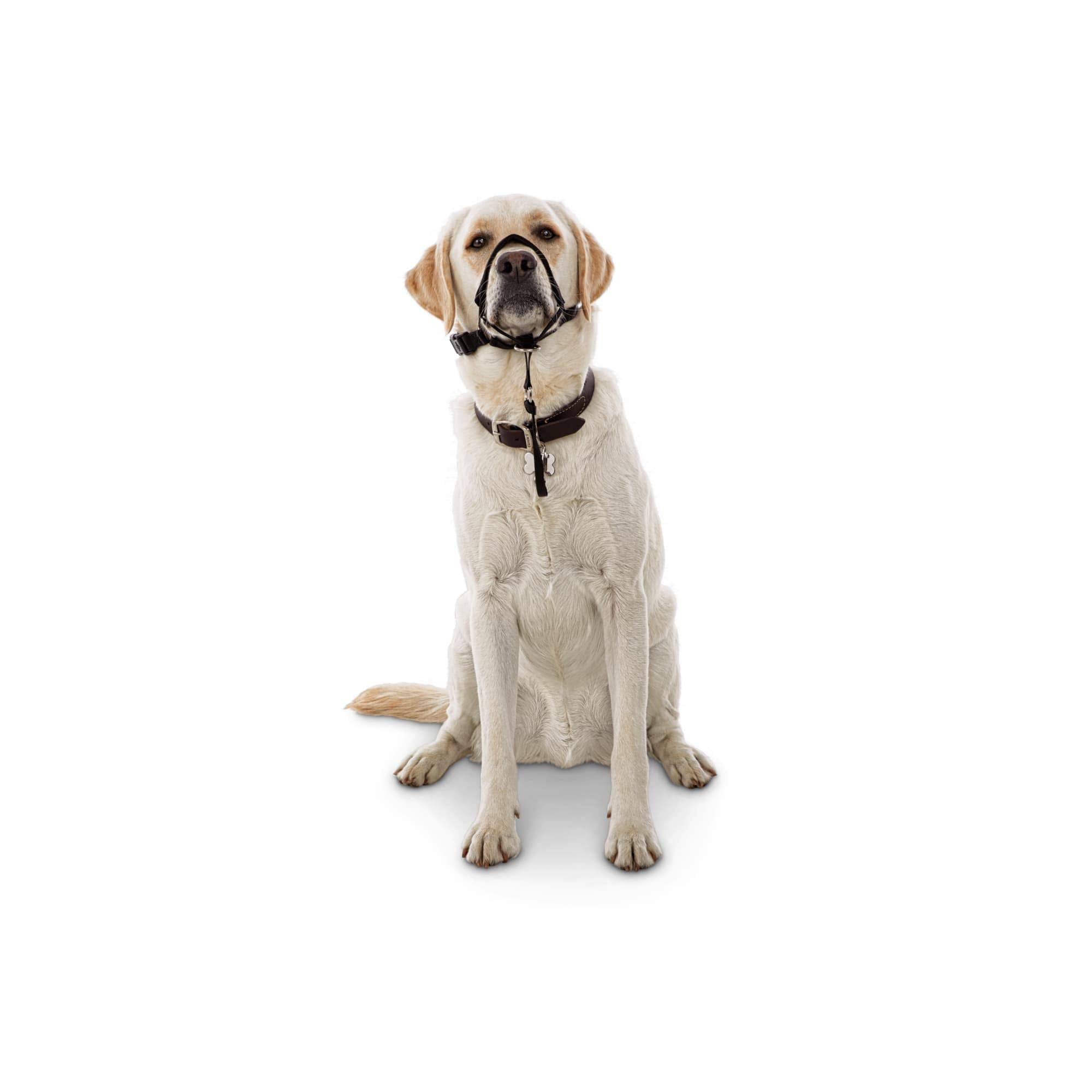 Everyyay Head Of The Class Head Halter For Dogs Large