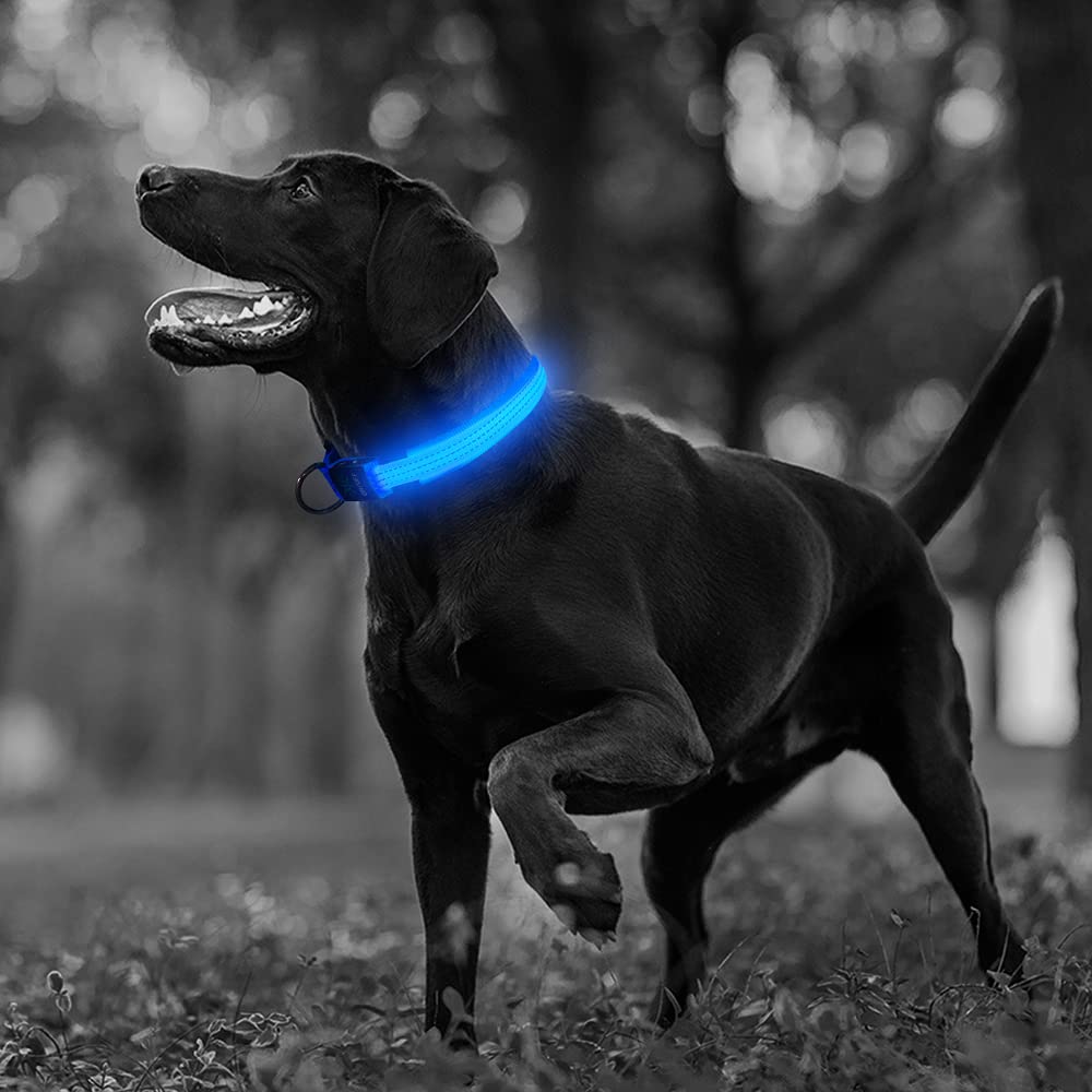 Illumifun Led Dog Collar, Usb Rechargeable Dog Collar Light Glow In The Dark, Reflective Light Up Collars For Your Dog Walking At Night (Blueⅲ, Small)