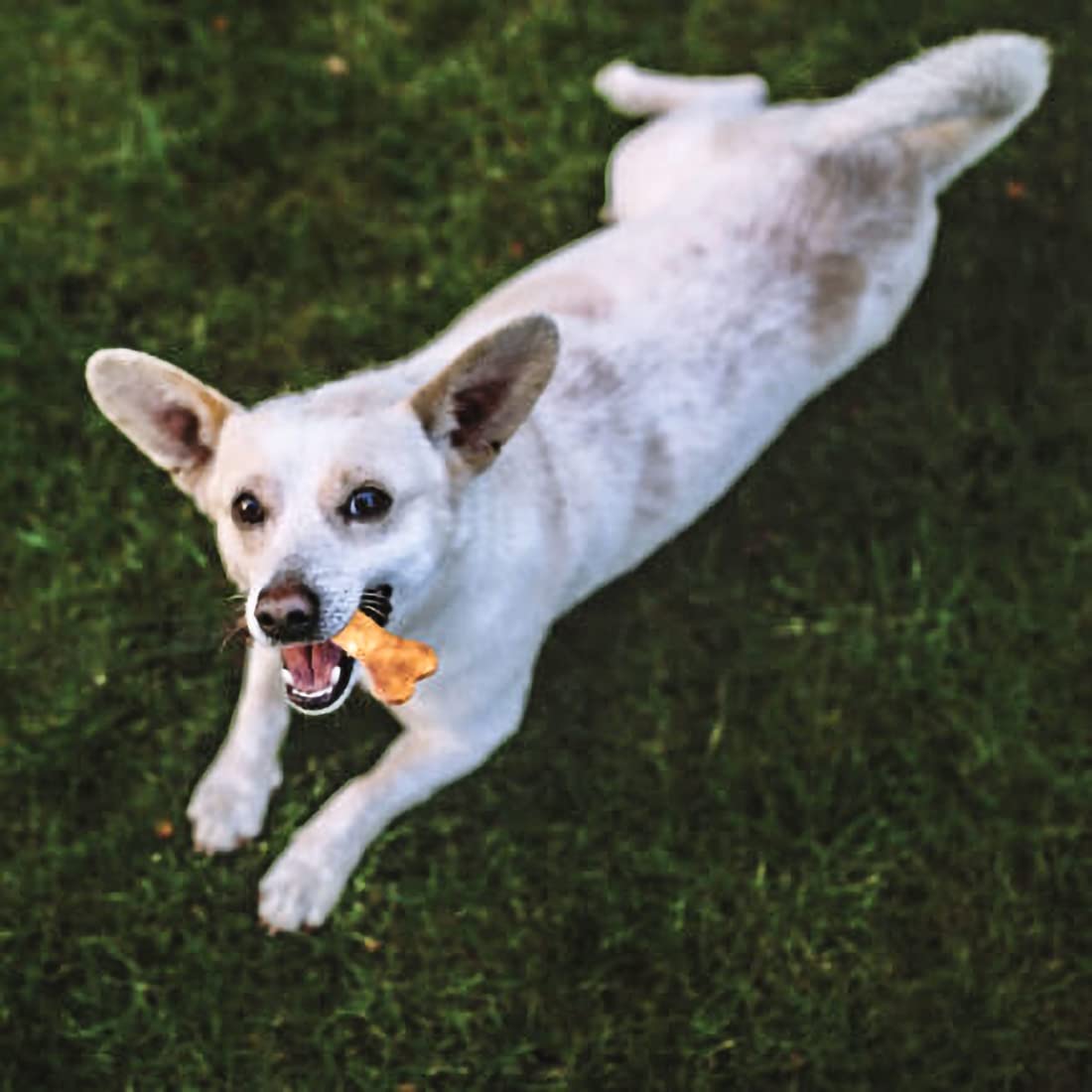 Fieldcrest Farms Nothin to Hide Rings and Bones Chicken Flavored Dog Chew, 2.4 oz., Count of 12