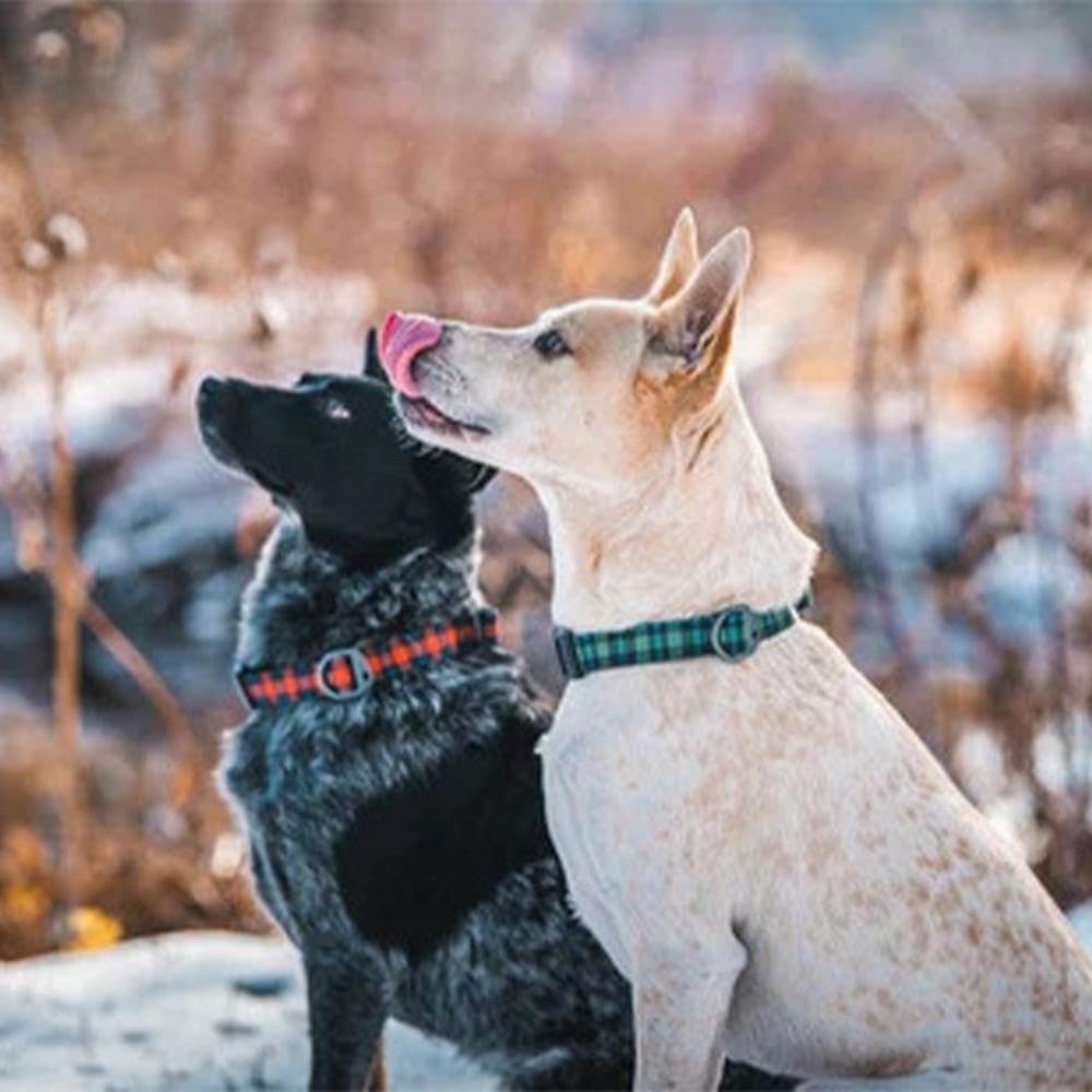 Lumberpup Smoke Everyday Collar Large