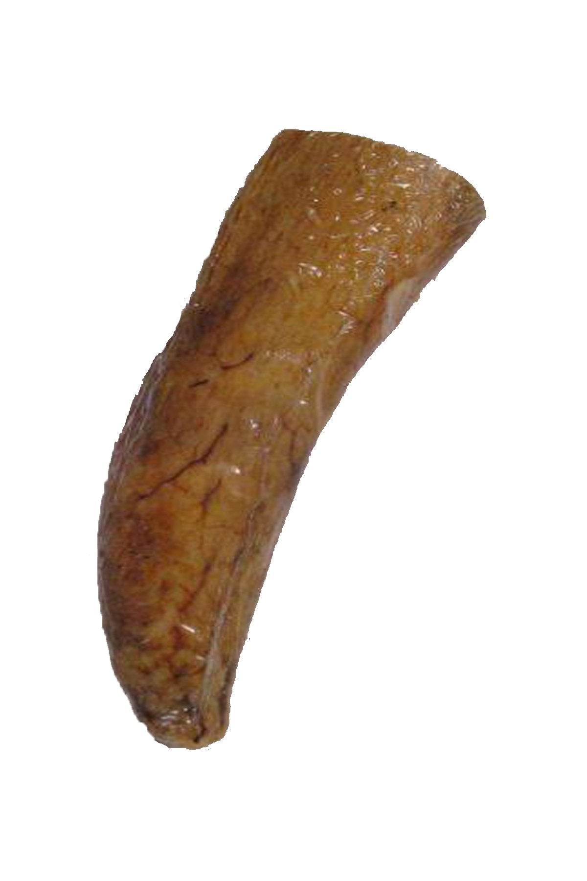 Qt Dog Buffalo Horn Core Chew , Large