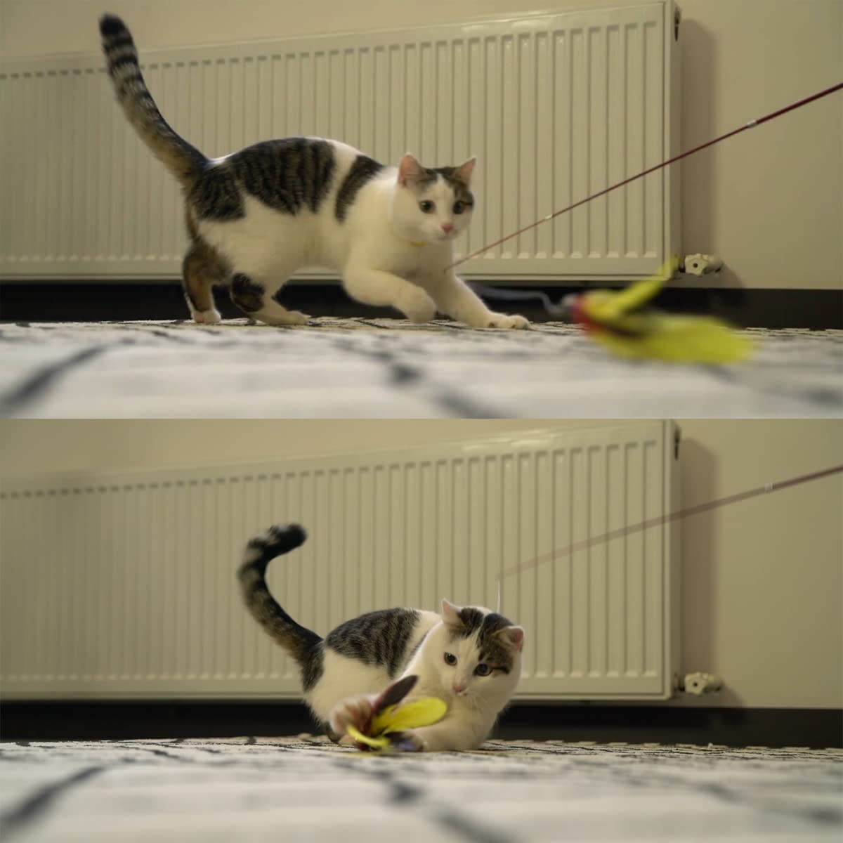 MeoHui 11PCS Cat Feather Toys Refills, 10PCS Feathers and 1PC String, Interactive Cat Wand Toy Replacement for Bored Indoor Adul