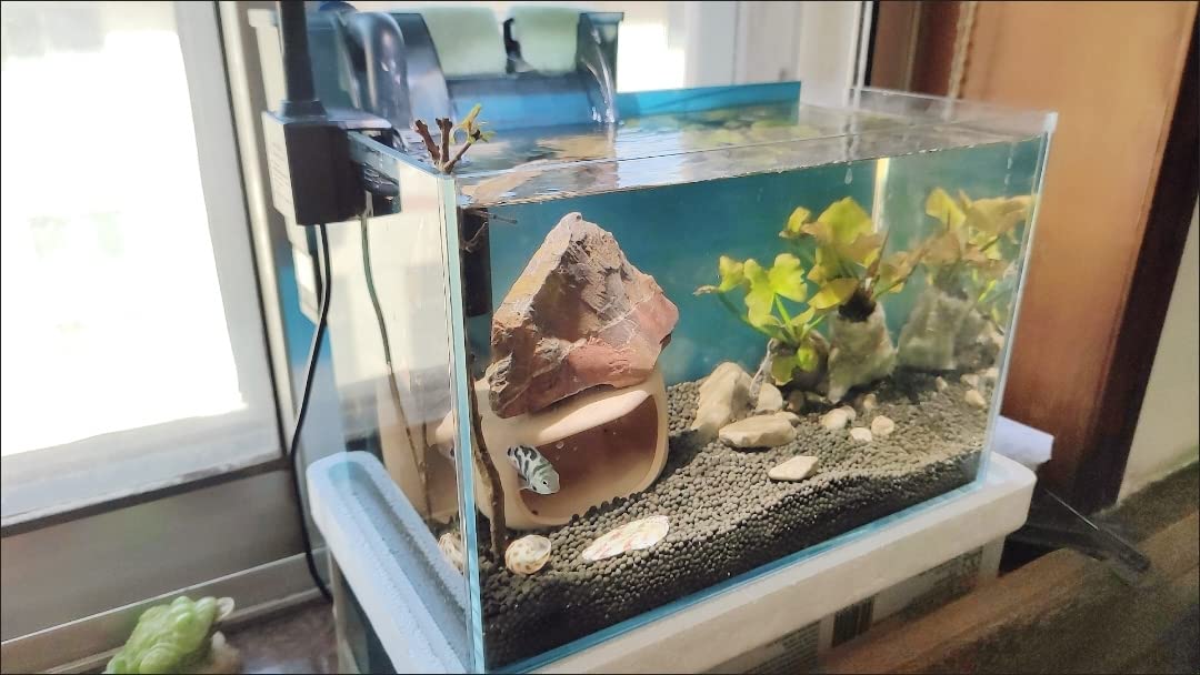 Awxzom Small Nano Tall Rimless Tank, Glass Fish Tank, Betta Fish Tank, Aquarium (2.85 Gal, 11.8X6.7X7.8 Inch)