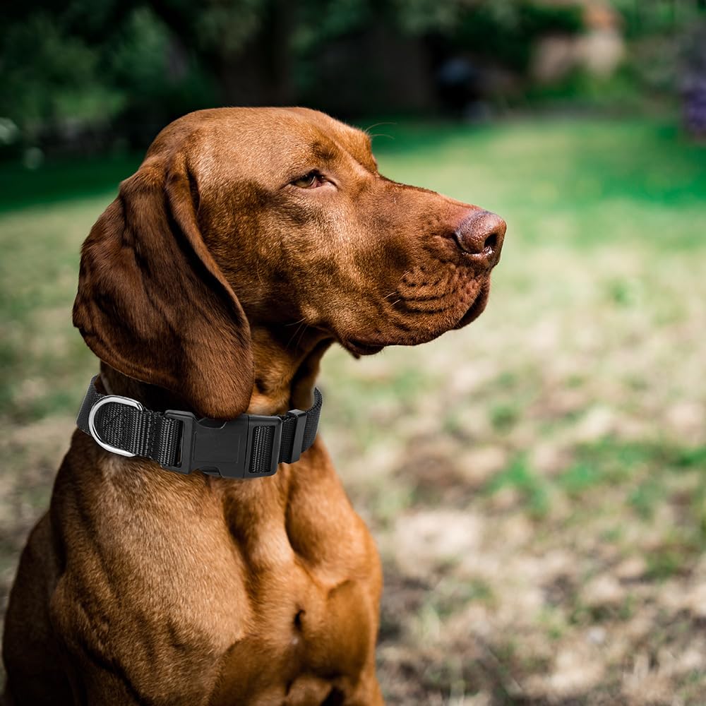 Alainzeo 4 Pack Nylon Dog Collars, Classic Adjustable Pet Dog Collar For Small, Medium And Large Dogs, S(Black, Blue, Red, Purpl