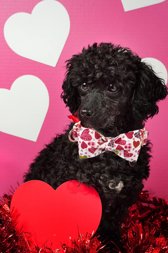 Lionheart Glory Heart Dog Collar, Valentine'S Day Dog Collar With Flower, Cute Floral Pattern Pet Collar Adjustable Dog Collar For X-Small Dogs