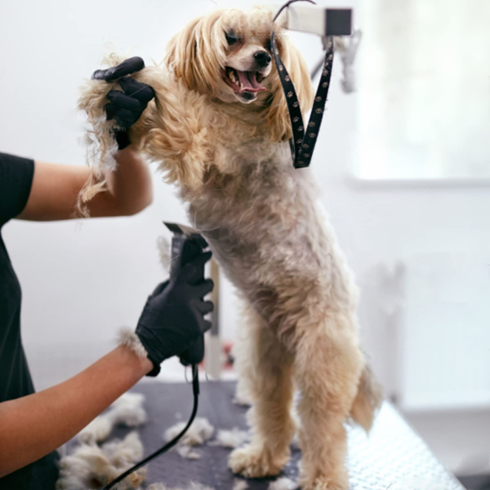 7Fc Blade Dog Grooming Clipper Blade Compatible With Andis Pet Clipper/Oster A5/Wahl Km Series Dog Clipper,Ceramic Blade & Stainless Steel Blade