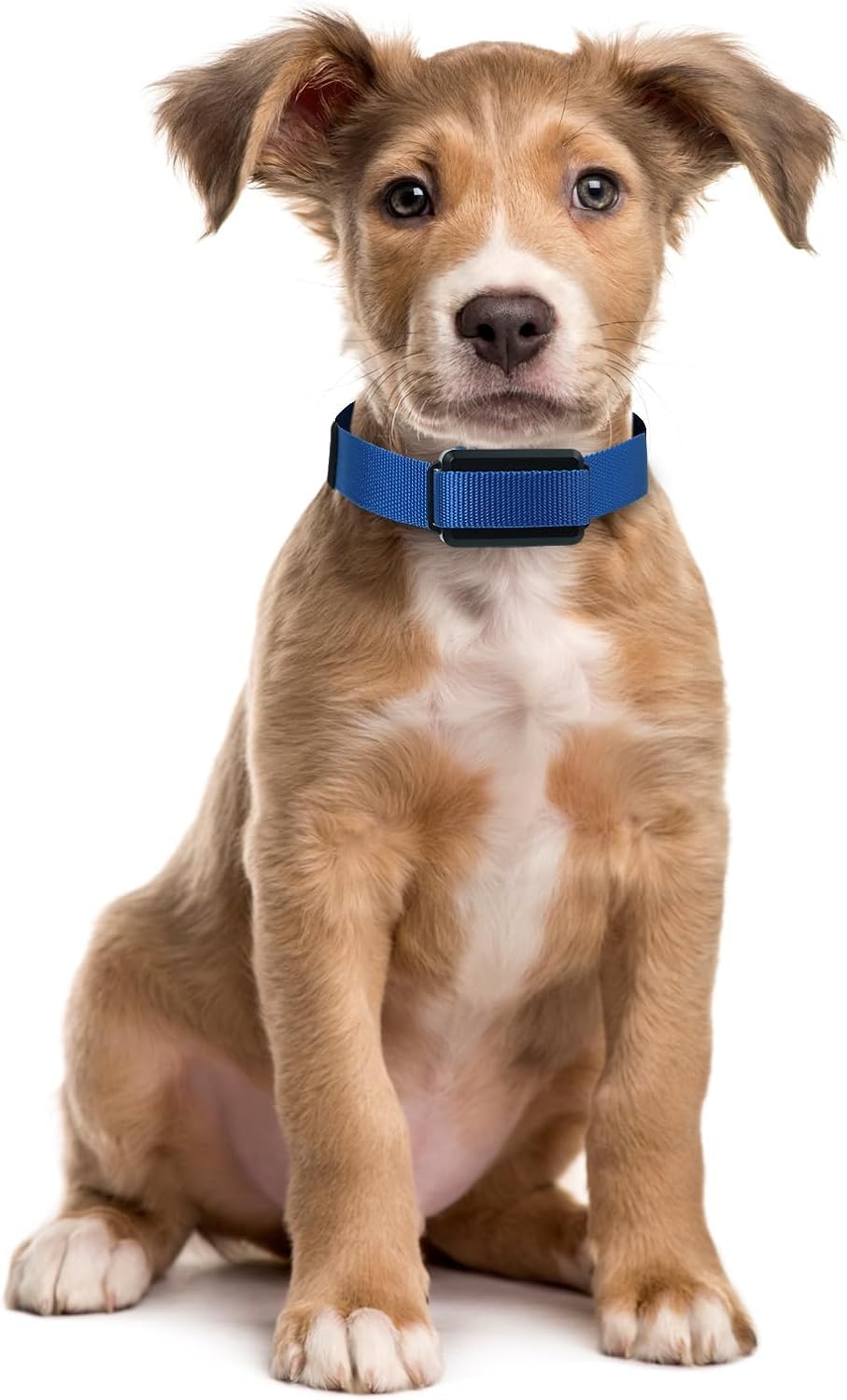 Replacement Strap For Dogtra Collars - 3/4'' Wide Ultra-Durable Dog E-Collar Replacement For Training, Bark, Shock, Electric, An