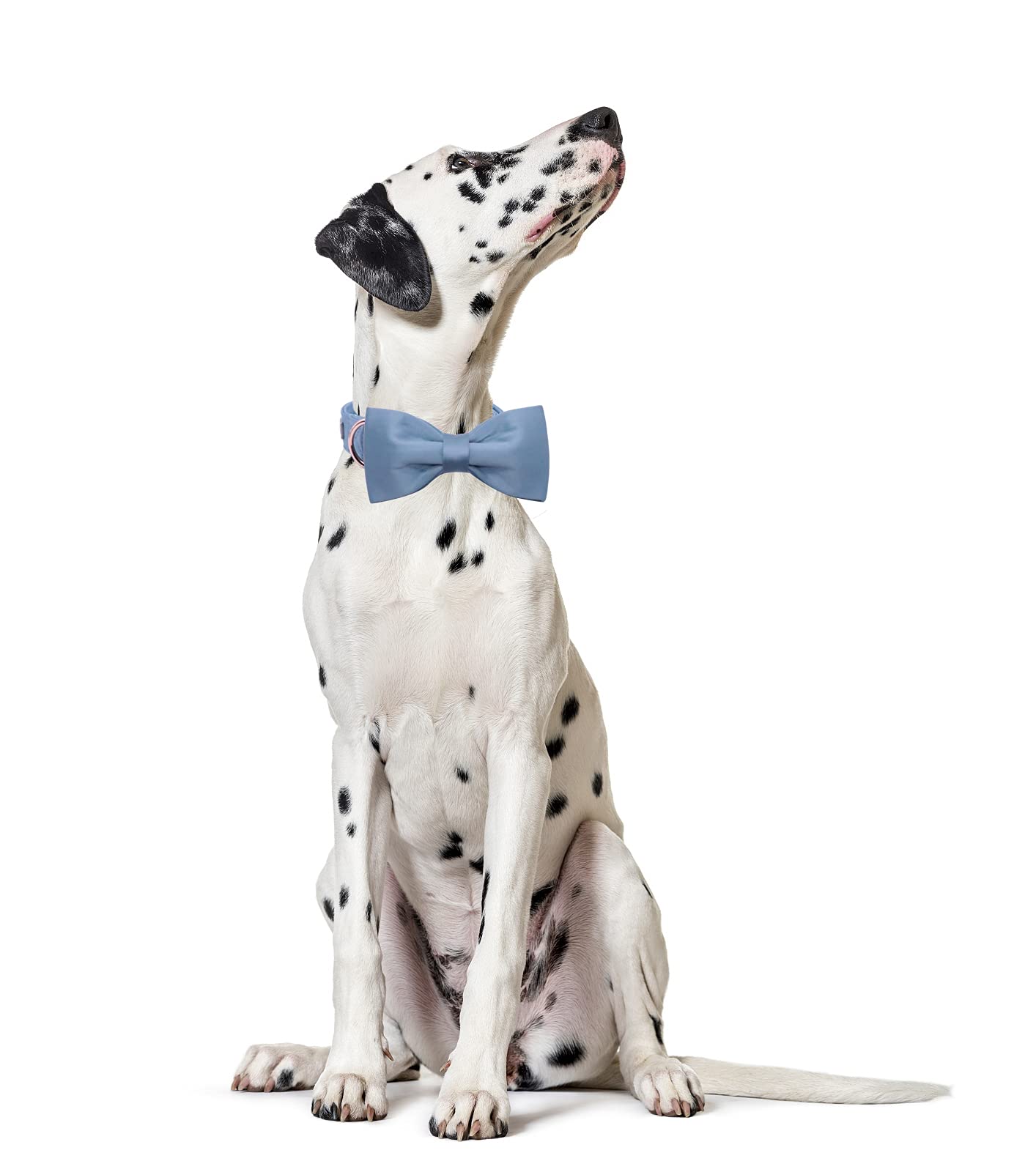 Lionet Paws Bowtie Dog Collar - Comfortable Silk Boy Dog Collar With Detachable Bow Tie For Small Dogs, Neck 10-16 Inches