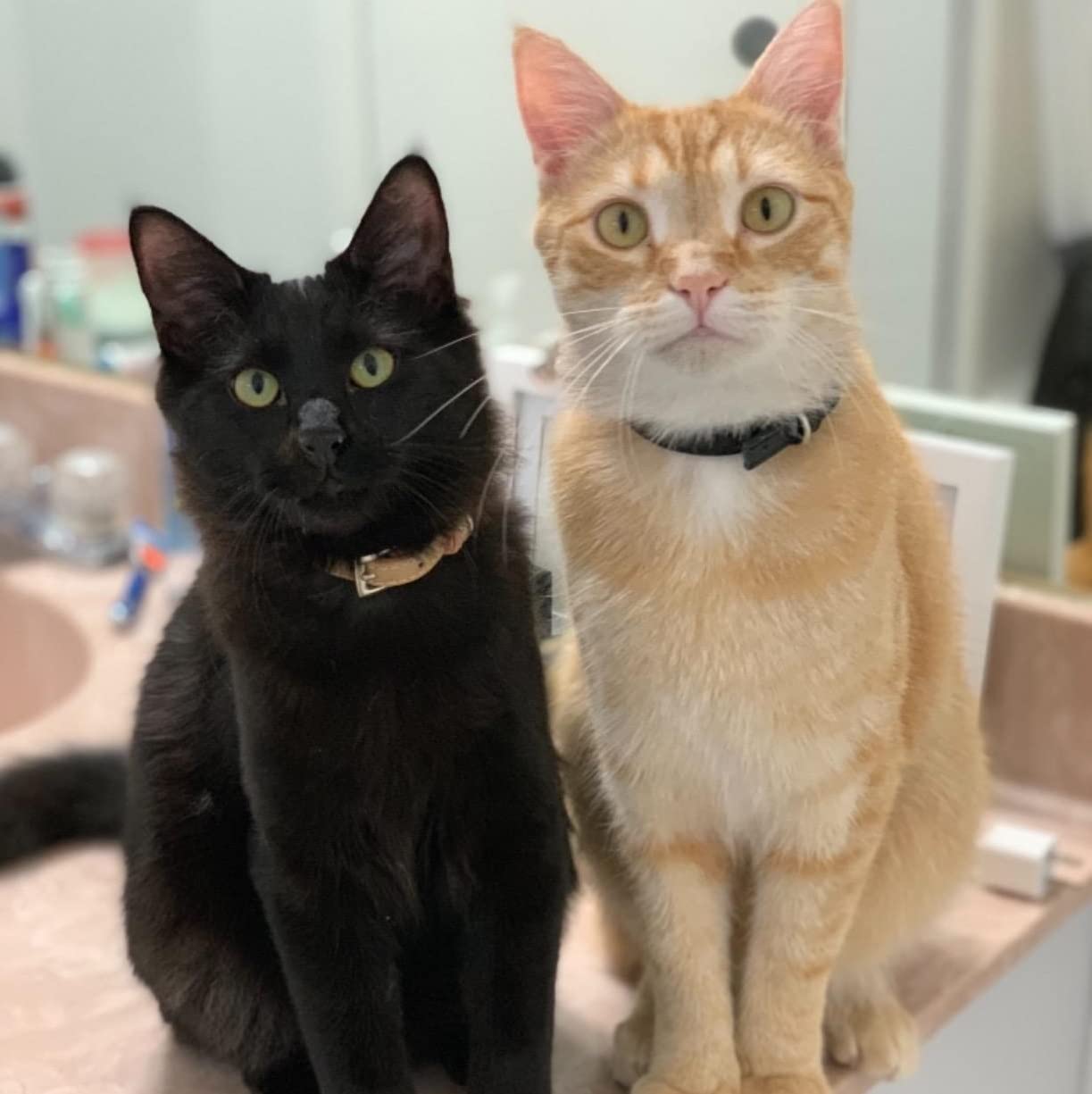 Pupteck 2 Pcs Soft Leather Cat Kitten Collar-Orange, Purple, Black, Khaki, Pink, Blue