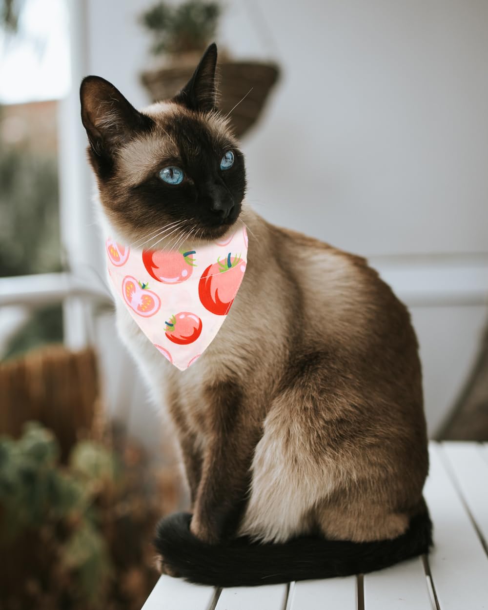 Cat Collars Breakaway With Bandana Bell Tomato Pet Kitten Adjustable For Small Dog Puppies Girl Boy