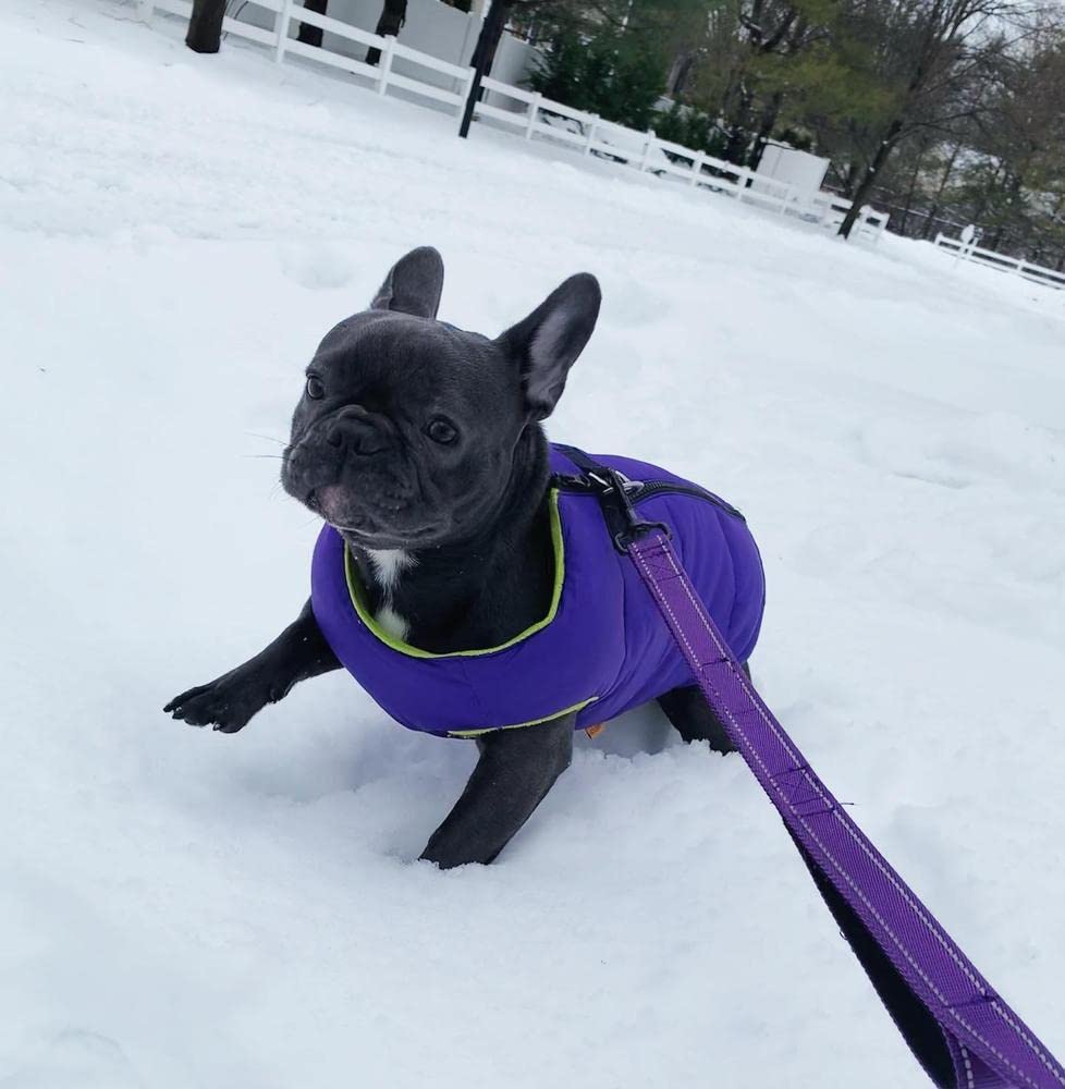 Gooby Padded Vest Dog Jacket - Solid Purple, X-Small - Warm Zip Up Dog Vest Fleece Jacket With Dual D Ring Leash - Water Resistant Small Dog Sweater - Dog Clothes For Small Dogs Boy And Medium Dogs