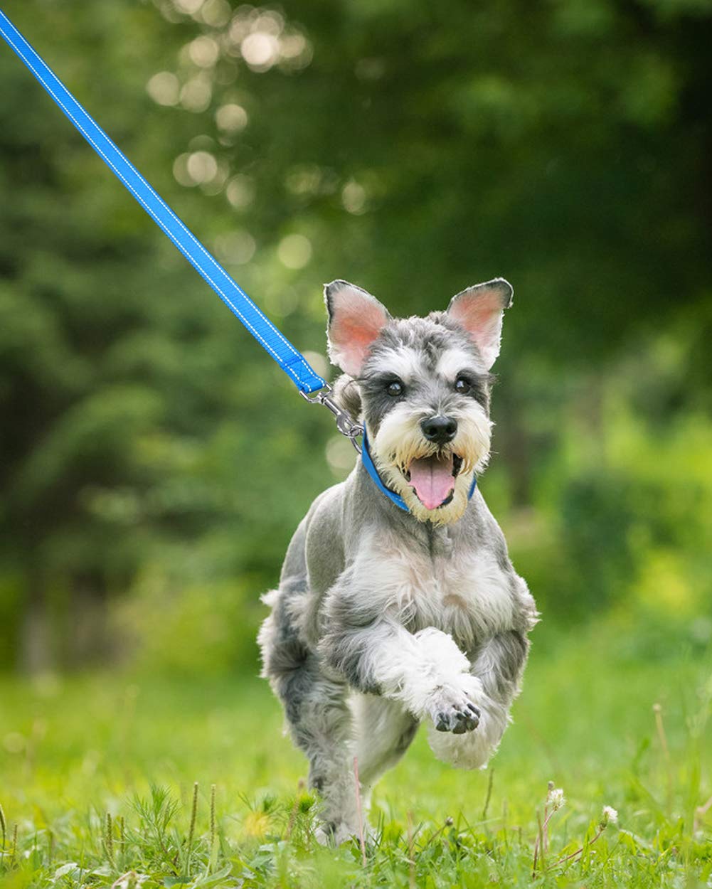 Taglory Nylon Dog Leash 6Ft, Soft Padded Handle Pet Reflective Leashes For Medium Large Dogs Walking & Training, Sky Blue