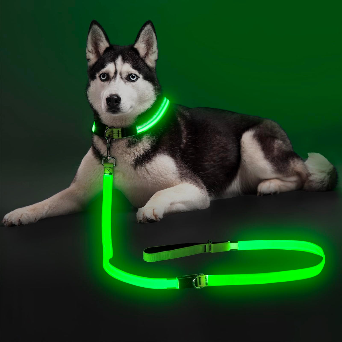 Colaseeme LED Dog Leash Light Up Dog Leash 6 Feet Micro USB Rechargeable Nylon Webbing Glow Safety Standard Dog Leashes for Dogs