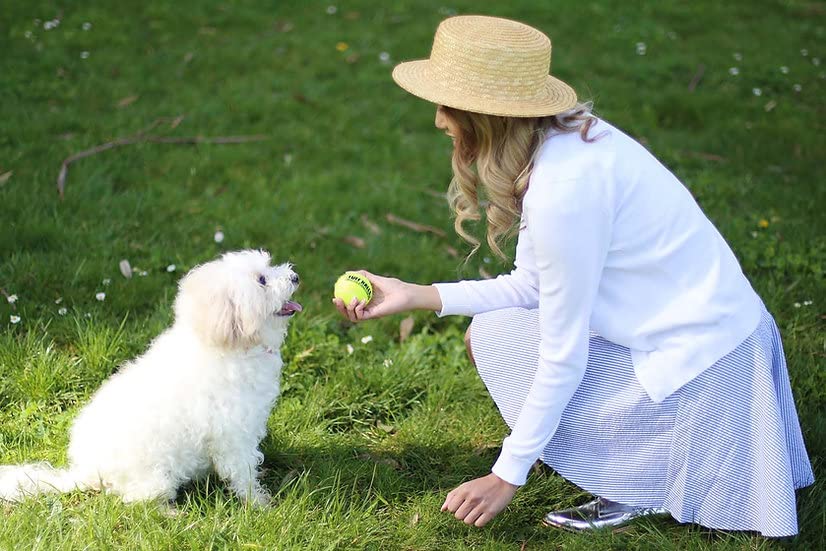 Petsport Yellow Tennis Ball Dog Toys | 12 Pack Medium (2.5'') Pet Safe Non-Toxic Industrial Strength Felt & Rubber Tuff Balls |
