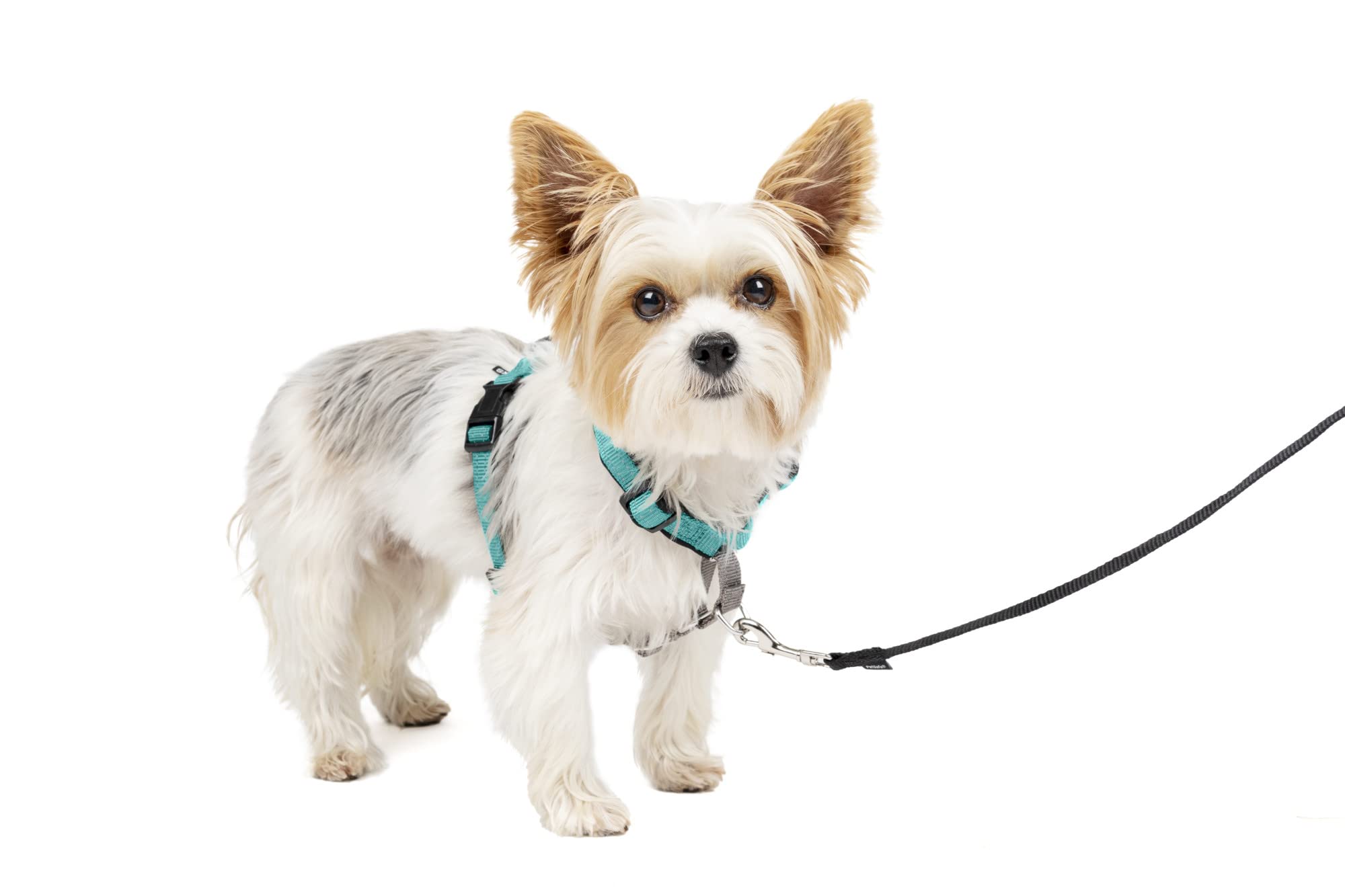Petsafe 3 In 1 Dog Harness - No Pull Solution For Dogs - Reflective Dog Harness - Front D-Ring Clip Helps Stop Pulling - Comfortable Padded Straps - Top Handle Enhances Control - Teal - Extra Small