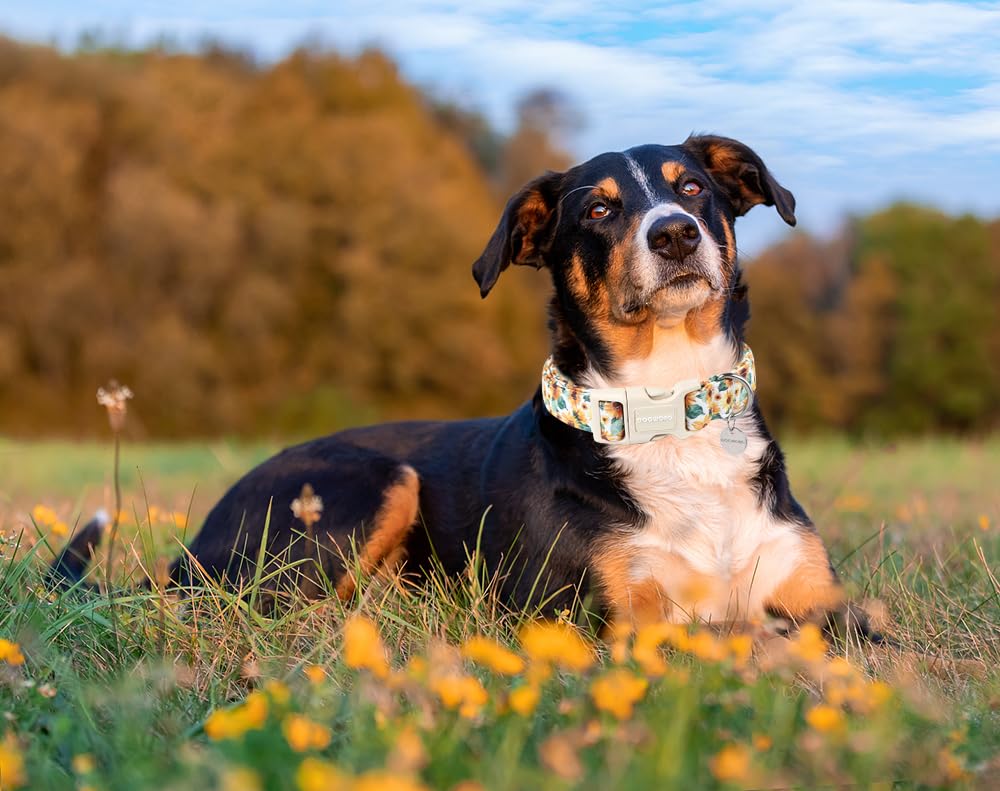 Dogwong Sunflower Fabric Dog Collar - Soft, Durable, Spring, Cute Summer Puppy Necklace For Small To Large Dogs