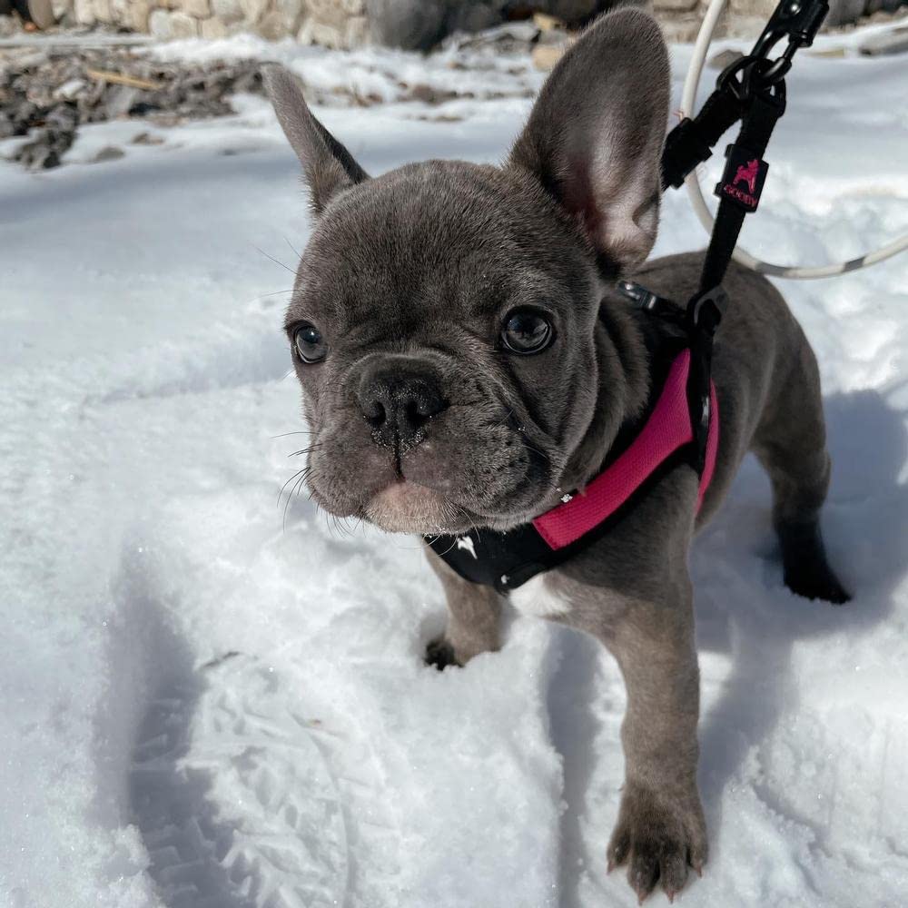 Gooby Hot Pink Small Dog Harness, Easy Fit No Pull With Quick Release Buckle, Machine Washable, Escape Free, Sporty Style