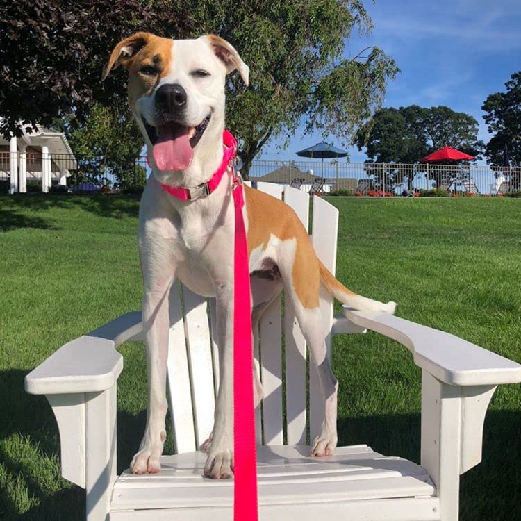 Country Brook Design - Vibrant 30+ Color Selection - Premium Nylon Dog Collar With Metal Buckle (Medium, 3/4 Inch, Hot Pink)