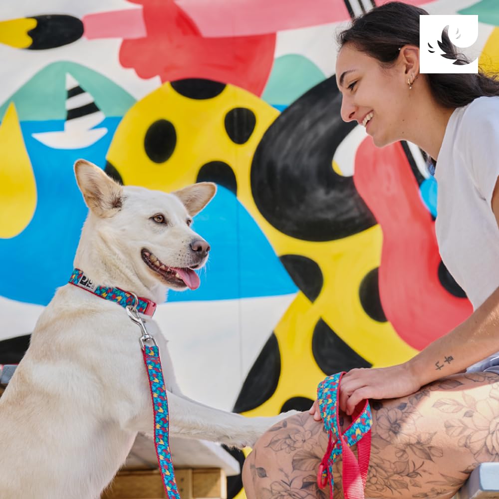 Rc Pet Products 1'' Fashionable, Functional, Fun, Clip Collar | Medium, Outer Space