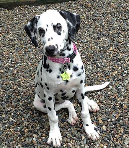 Klippy Pet Tag Quick Clip For Dogs And Cats, Silver