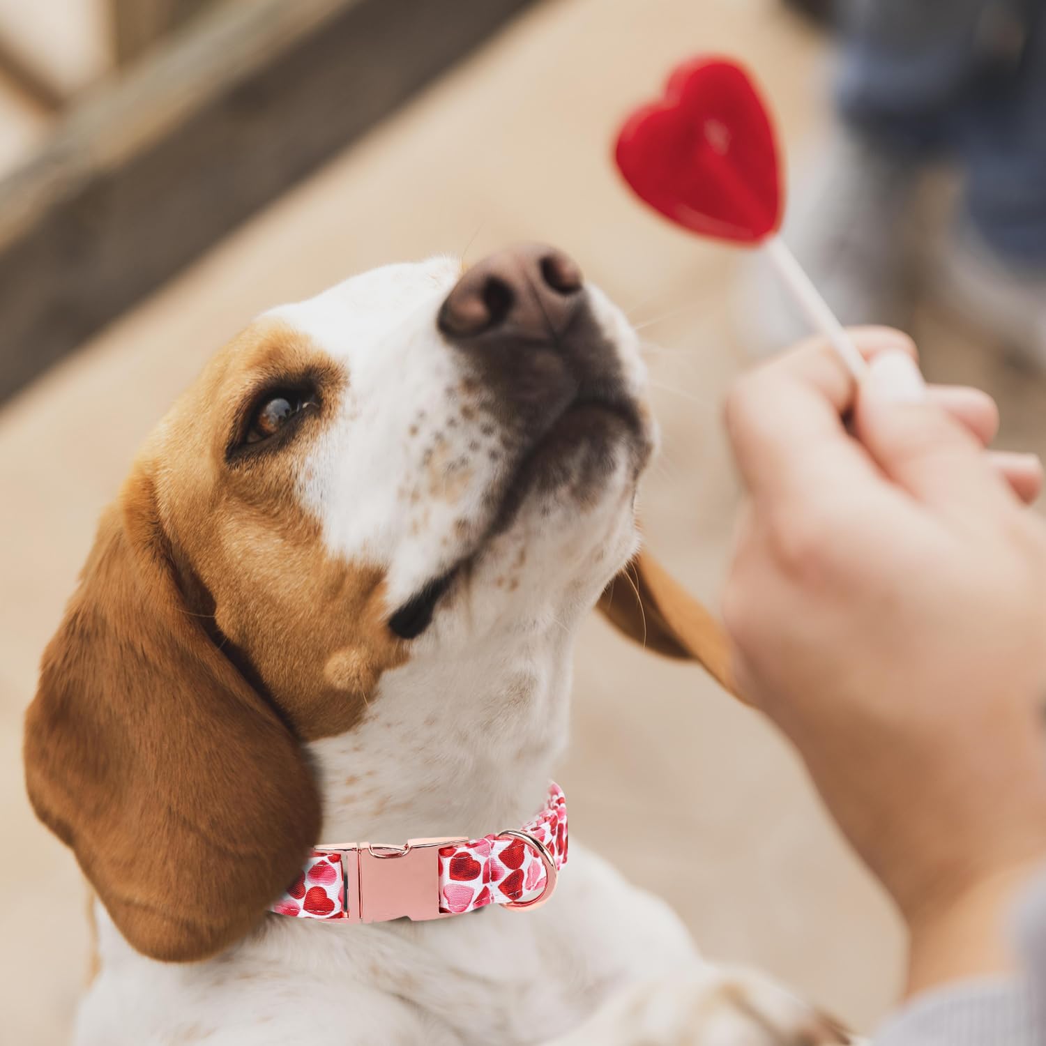 Maca Bates Valentine Love You Sweet Heart Dog Collar for Dogs Valentines Soft Adjustable Breakaway Red Hearts Collars for Small