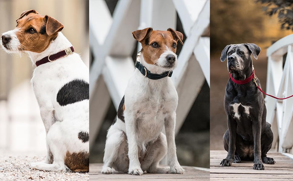 Ewinoom Soft Dog Collar With Metal Buckle Adjustable Durable Comfort Cotton Corduroy Collars For Medium Dogs Velvet Dog Collars,