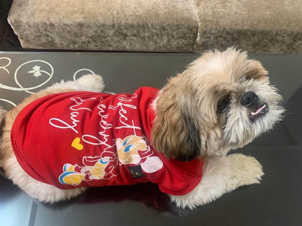 Golden Tails Printed Red T-Shirt For Dogs And Cats (Small 14)