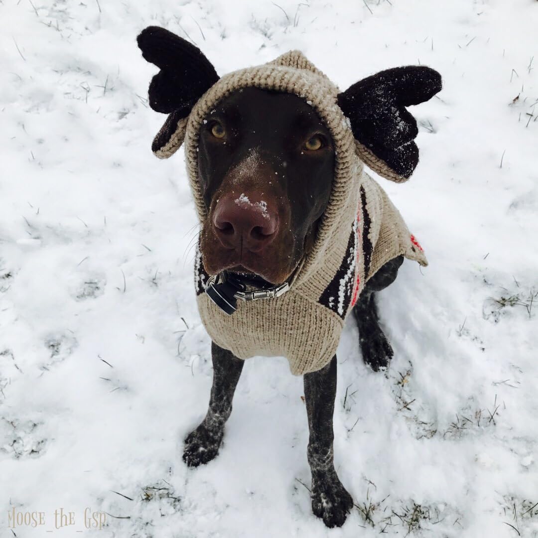 Chilly Dog Moosey Hoodie (Medium)