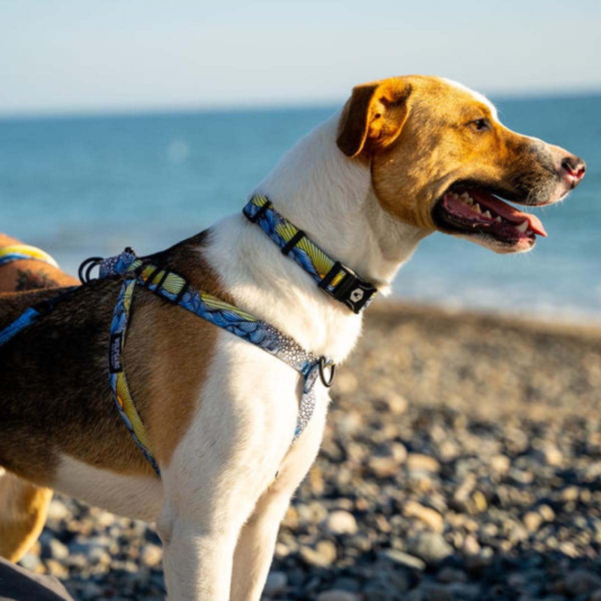 Wolfgang Heavy Duty, Adjustable Dog Collar With Quick Release Nylon Buckle For Walking & Training, Dawnpatrol Print, Large