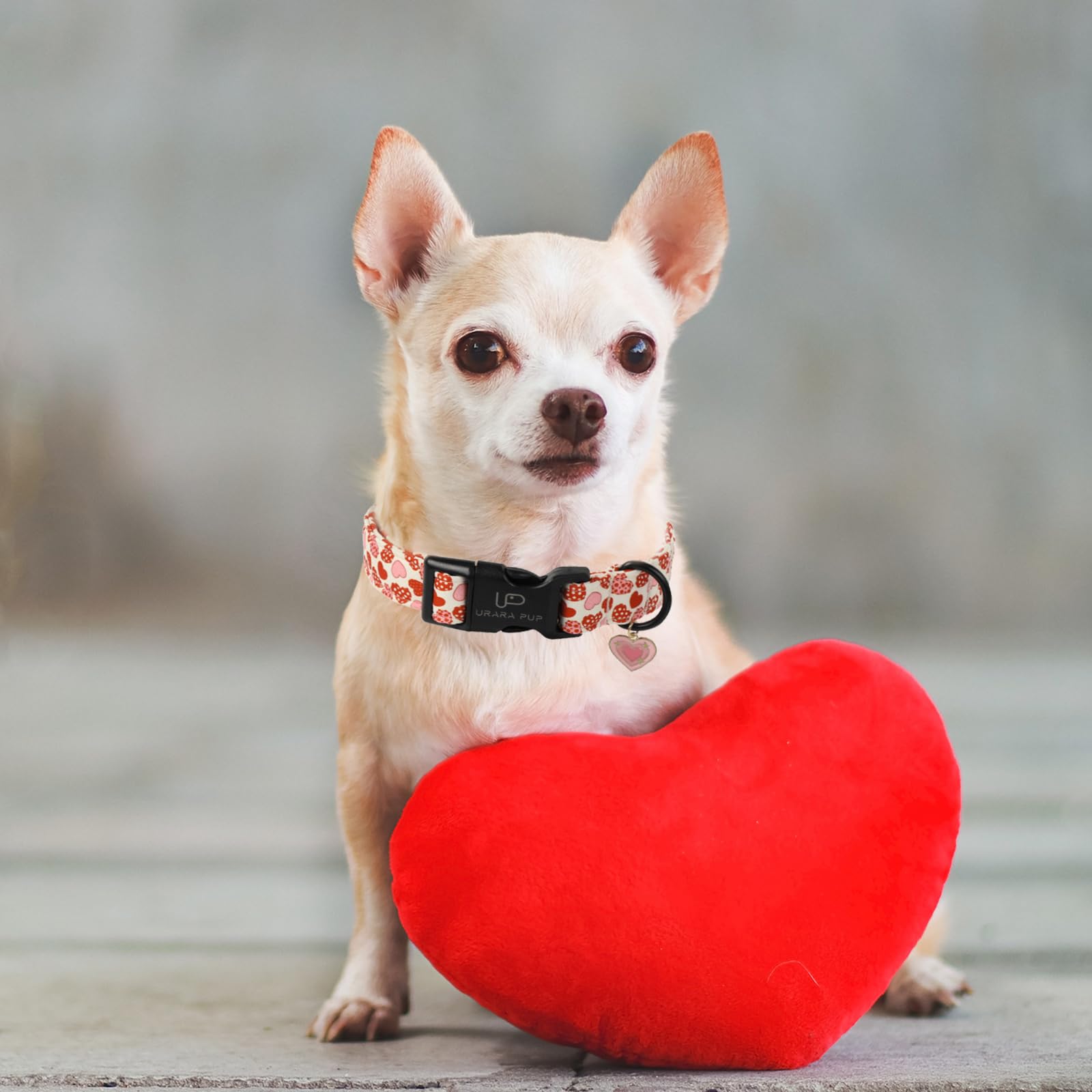Up Urara Pup Valentines Dog Collar, Red Heart Dog Collar With Quick Release, Sweet Valentines Gift Pet Girl Boy Dog Collar For P
