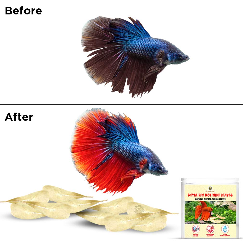 SunGrow 50 pcs Betta Fin Rot Treatment Catappa Indian Almond Leaves, 2, Betta Water Conditioner Leaves for Fish Tank Aquarium, L