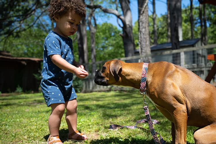 Country Brook Petz - Premium Patriotic Tribute Dog Collar - Americana Collection Featuring Patriotic Designs (5/8 Inch, Small)