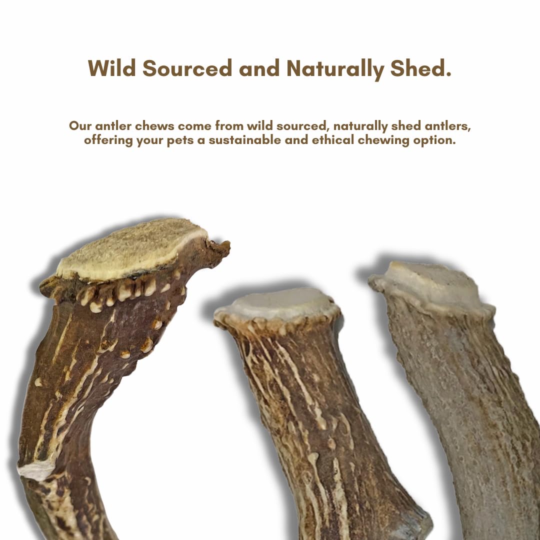 WhiteTail Naturals - Deer Antlers for Large Dogs - (1 Pack - Extra Large) - All Natural Dog Antler- Naturally Shed, Long Lasting