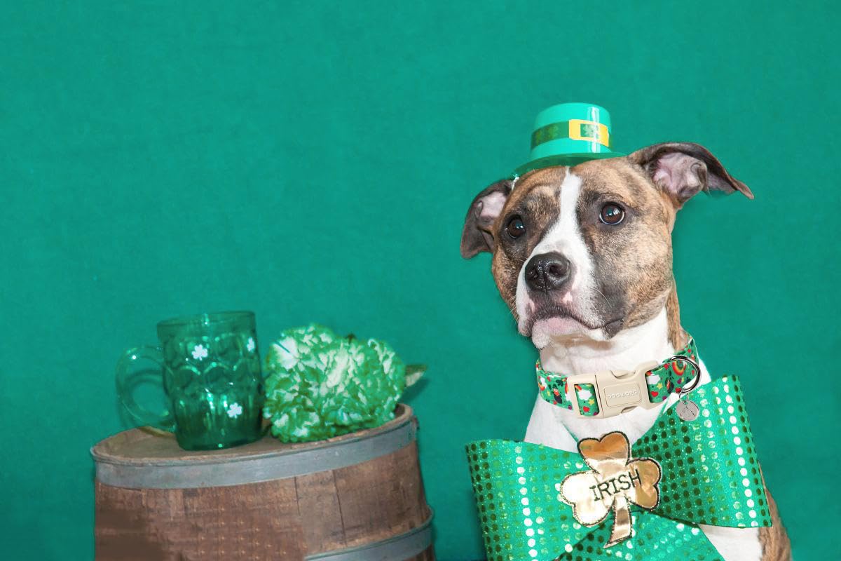 Dogwong St. Patrick'S Day Dog Collar, Lucky Clover Shamrock Green Dog Collar Soft Durable Adjustable Costume Bright Lucky Charm