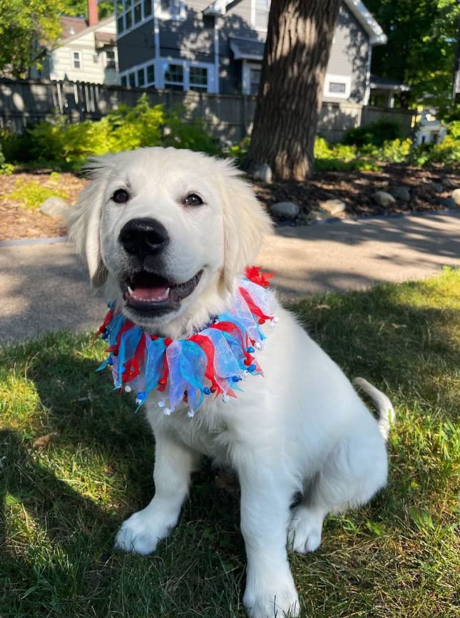 Midlee 4Th Of July Decorative Dog Bell Collar (Small)