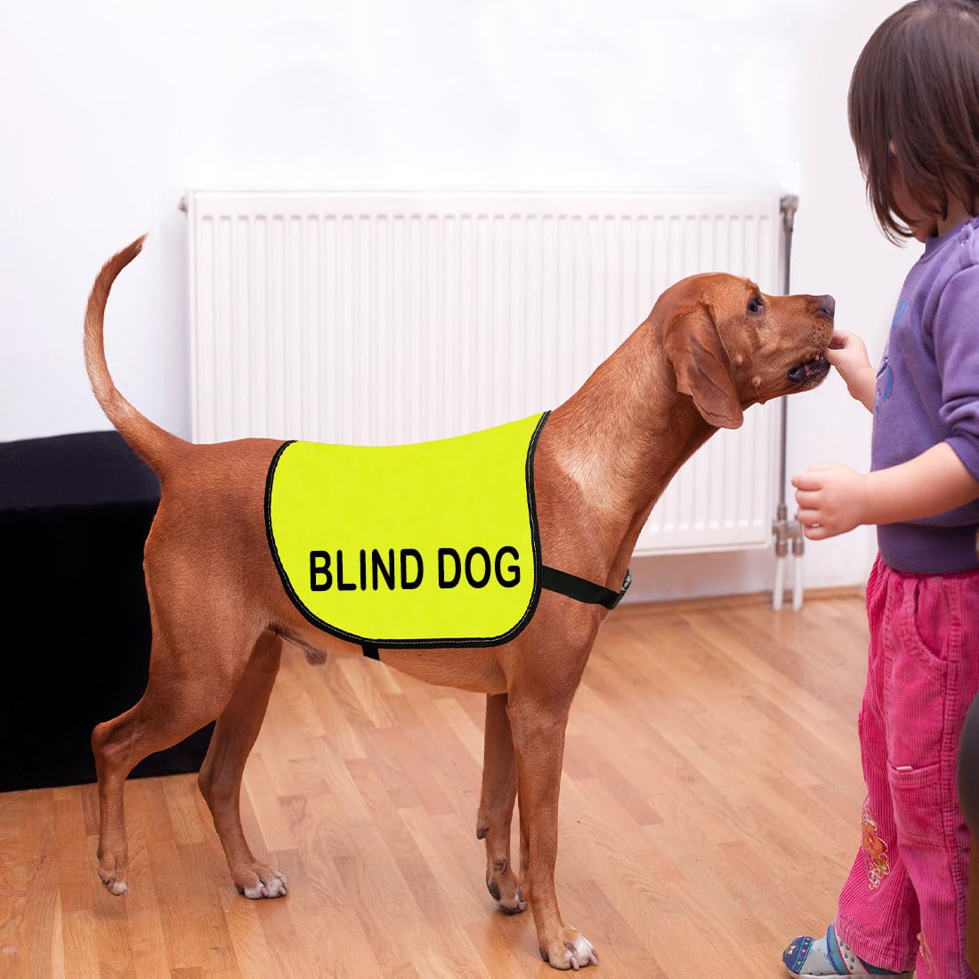 Cenwa Blind Dog Jacket Vest Blind Dog Alerts Blind Dogs Walking Slogan Warning Vest Special Needs Gift (Blind Dog L)