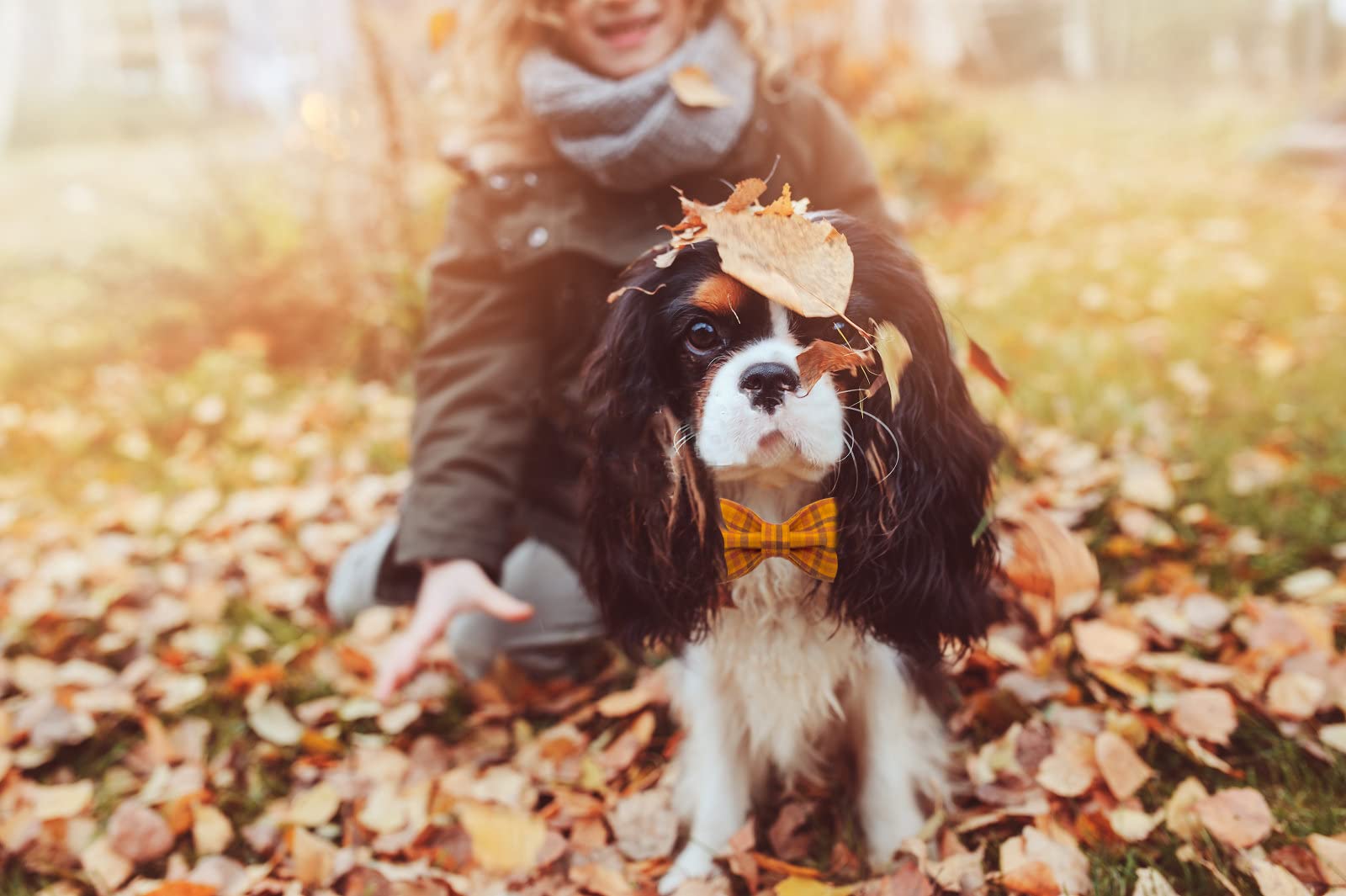 Maca Bates Fall Dog Collar With Bow Tie Soft Cotton Pumpkin Plaid Dogs Collars With Bowtie Checkered Halloween Thanksgiving Day Adjustable Puppy Colar For Small Medium Large Girl Boy Male Female Pet