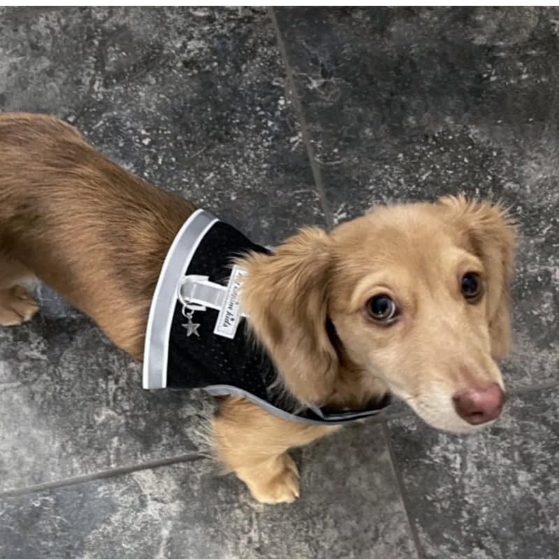 My Canine Kids Athletic Mesh Dog Harness for Teacup, Teacup 4 - Small Dogs and Puppies | Reflective Trim and Comfortable hook an