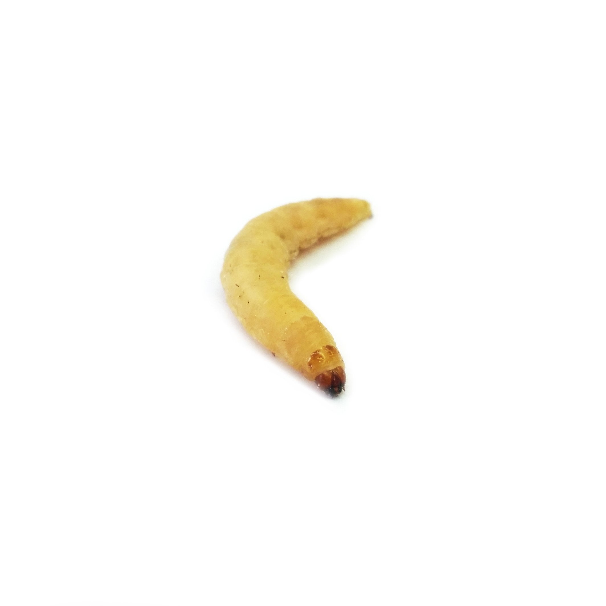 Joshs Frogs Waxworms (500 Count)