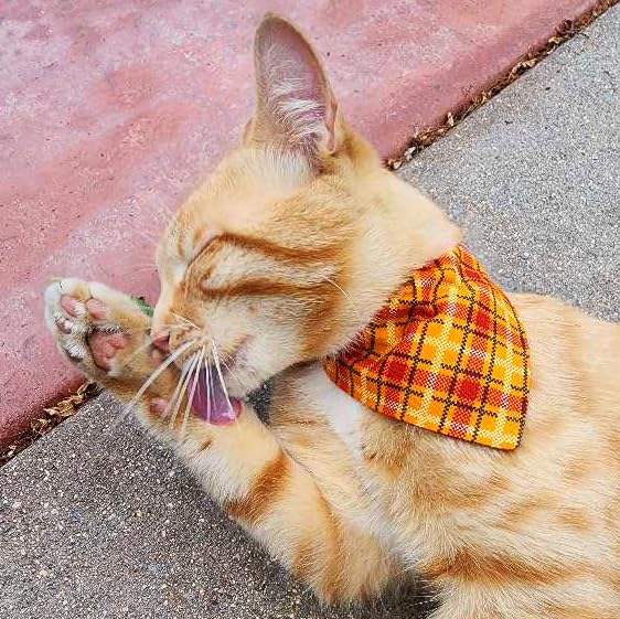 Ultra Joys Cat Collar With Bells - Breakaway Collar For Kittens & Cats - Orange Plaid Small